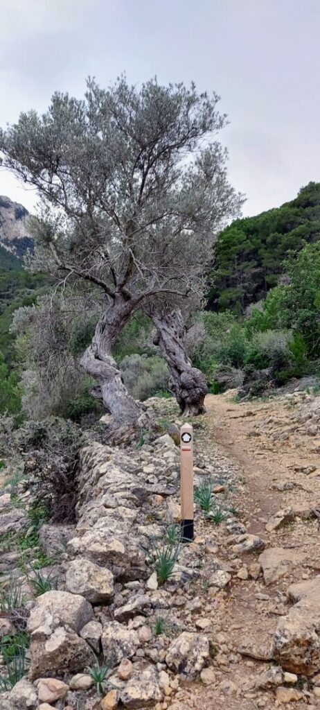 mallorca_gr221_zeny_na_horach_horsalky