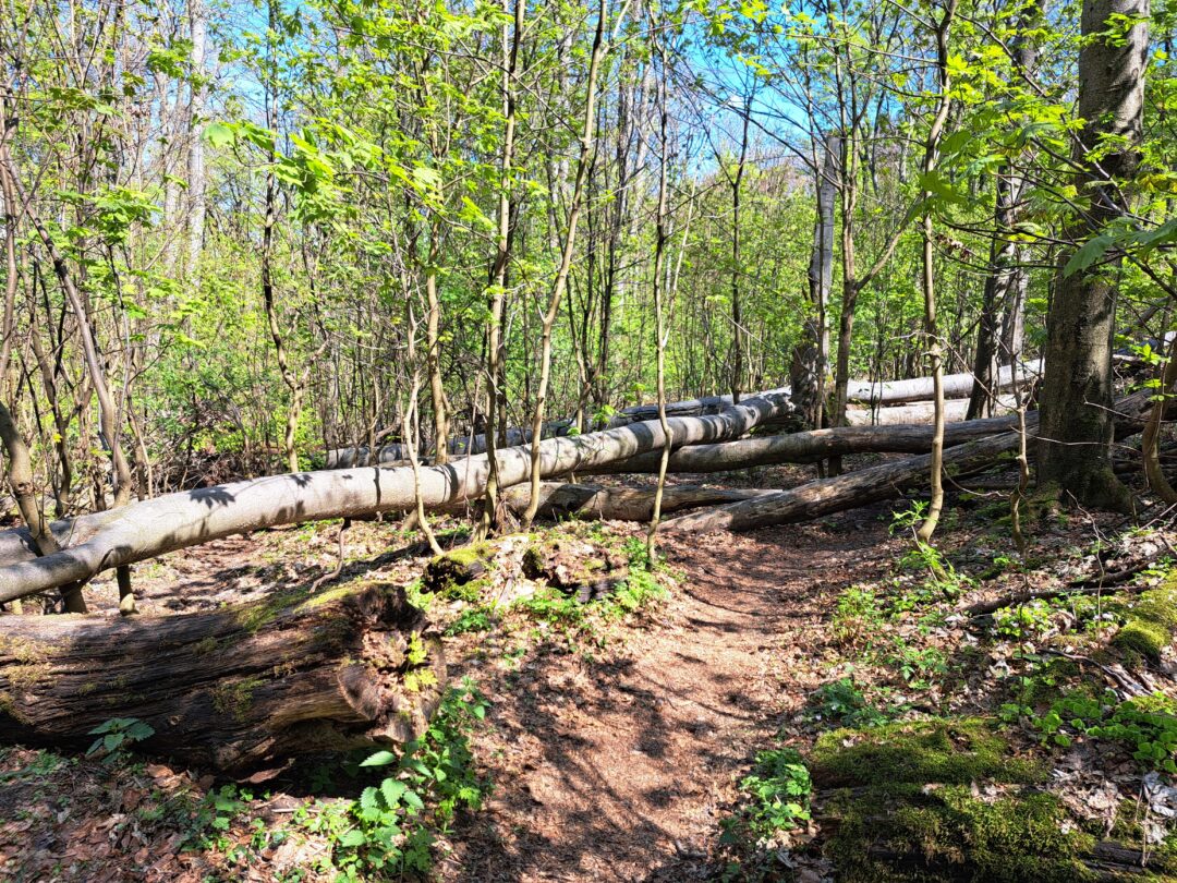 Biele_Karpaty_horsalky