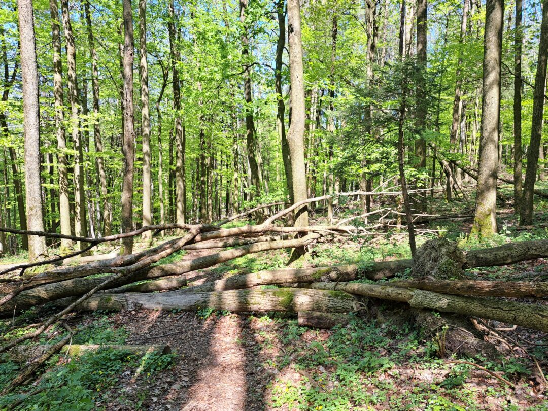 Biele_Karpaty_horsalky