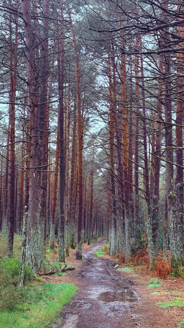 camino_primitivo